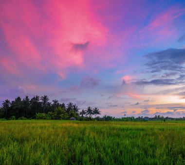 Hindistan cevizi palmiyeli bahçe. İnanılmaz bir gün doğumu. Yeşil çayır manzarası, Bali, Endonezya. Duvar kağıdı arka planı. Doğal manzara..