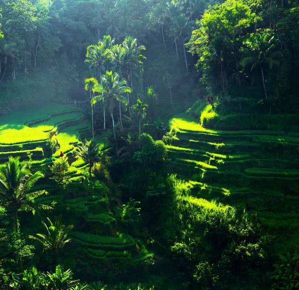 Landscape Green Rice Terraces Tegallalang Village Bali Indonesia Spectacular Rice — Stock Photo, Image