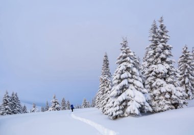 Doğa kış manzarası. Karla kaplı çimenlikte, yüksek dağlara giden, kar beyazı zirveli bir patika var. Karlı bir arka plan. Konum Karpatlar, Ukrayna, Avrupa.