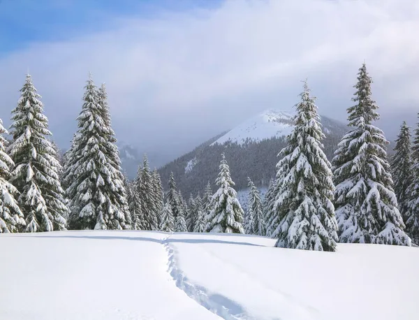 Naturaleza Invierno Paisaje Césped Cubierto Nieve Hay Camino Pisado Que —  Fotos de Stock