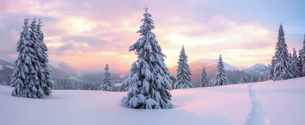 Panoramic View High Mountain Winter Forest Amazing Sunrise Lawn Covered — Stock Photo, Image