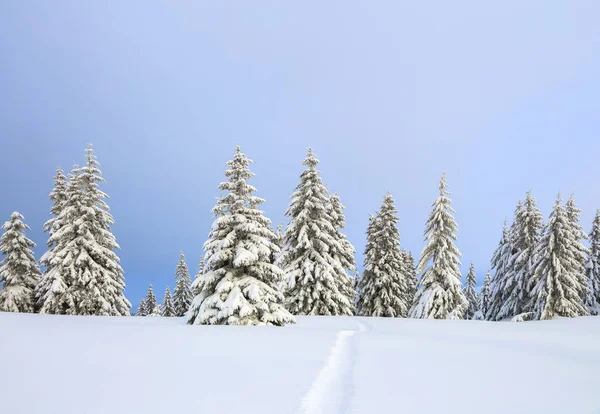 Vackert Landskap Den Kalla Vintermorgonen Tallar Snödrivorna Gräsmatta Och Skog — Stockfoto