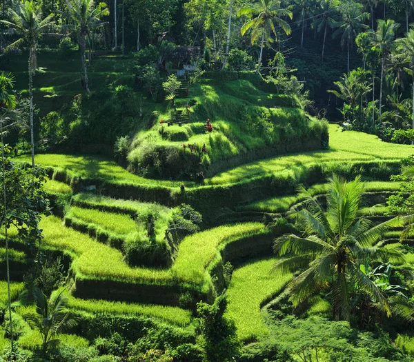 Paisagem Com Terraços Arroz Verde Perto Aldeia Tegallalang Bali Indonésia — Fotografia de Stock