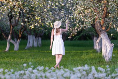Romantik bir imaj. Bahçede, elma çiçeklerinin arasında şapkalı ve beyaz elbiseli bir kız duruyor. Güzel, gür, çiçek açan elma ağacı çiçeklerle doludur. Doğal ilkbahar manzarası.