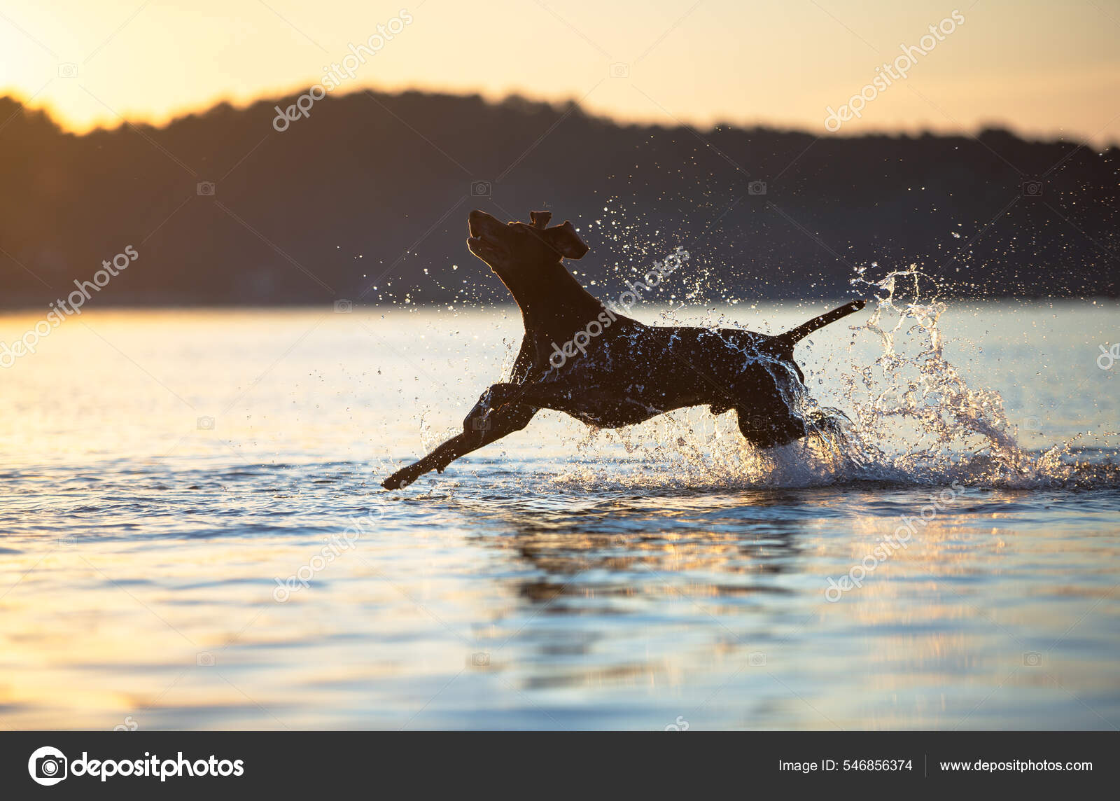 German shorthaired pointer running 2025