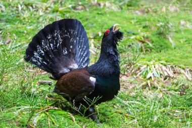 Batı capercaillie, tetrao urogallus, erkek bahar ormanlarında açık kuyruk tüyleri sergiliyor. Ormanda kur yapma mevsiminde inanılmaz orman tavuğu lekelemesi.