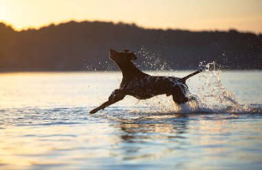 Safkan Alman kısa namlulu işaretçi. Neşeli kahverengi köpek suyun üzerinde koşuyor ve arka planda sarı yeşil çimlerle su sıçratıyor. Rahatlamak için güzel bir yer Svityaz Gölü.