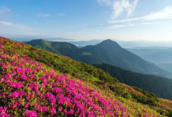 Flores Rhododendron Que Florecen Colina Salvaje Alta Montaña Naturaleza Paisaje — Foto de Stock