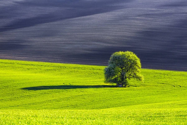 Trawniku Jest Samotne Bujne Drzewo Pokryte Zielonymi Liśćmi Czarne Pole — Zdjęcie stockowe