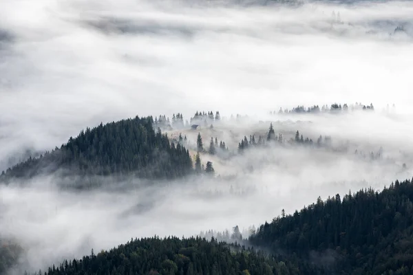 Krajobraz Wysokimi Górami Pola Łąki Pokryte Poranną Mgłą Rosą Las — Zdjęcie stockowe