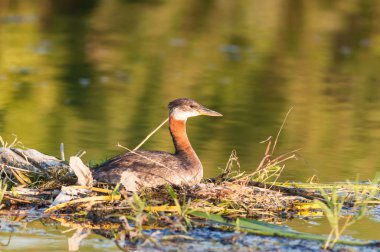 yuvalama Kızıl boyunlu batağan (podiceps grisegena).