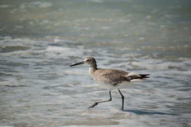 Willet florida plaj