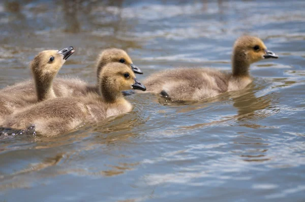 Goslings swimming on a pond — Stock Photo, Image