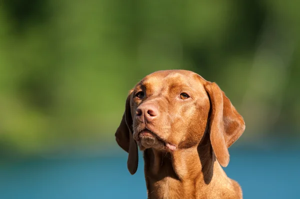 Retrato de cão de Vizsla — Fotografia de Stock