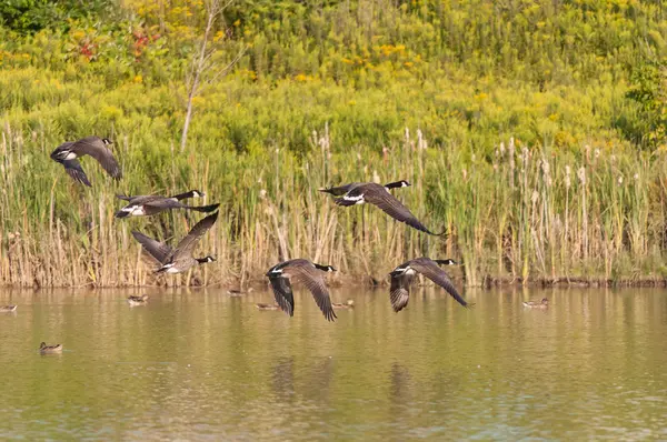 Канадские гуси в полете — стоковое фото
