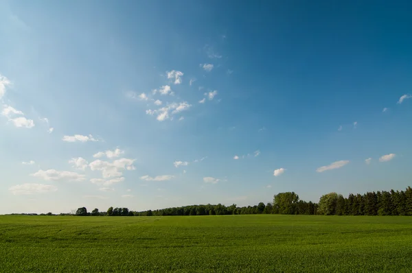 Green field with Blue Sky — Stock Photo, Image