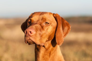 Yukarı bakan vizsla köpek