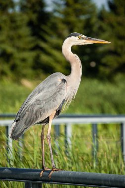 Great blue heron encaramado en pasamanos de metal