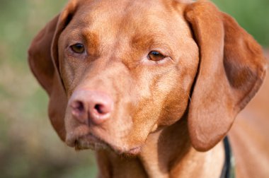 closeup vizsla köpek