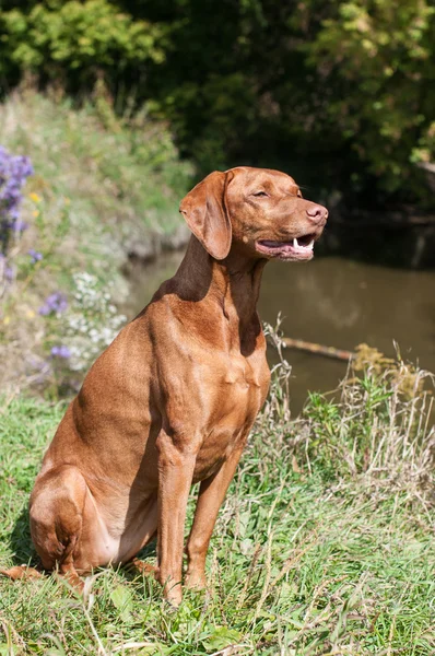 Pies Vizsla poza jesienią — Zdjęcie stockowe