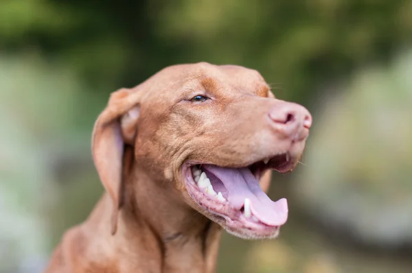 Primer plano de un perro Vizsla de aspecto feliz — Foto de Stock