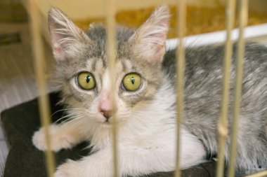 sığınak kedi evlat edinmek için