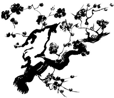 Japon kayısı.