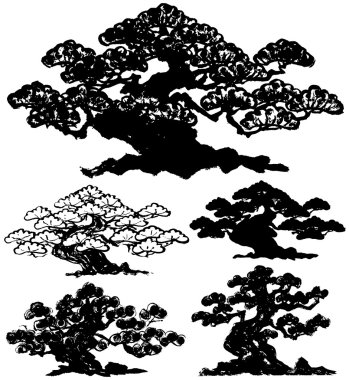 Japon çam ağacı.