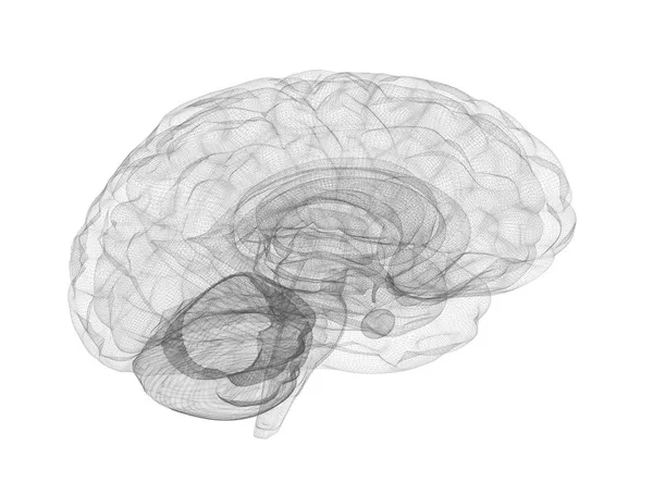 Brain Wireframe Modell — Stockfoto