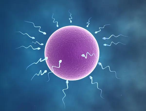 Human egg cell being fertilized by sperm — Stock Photo, Image