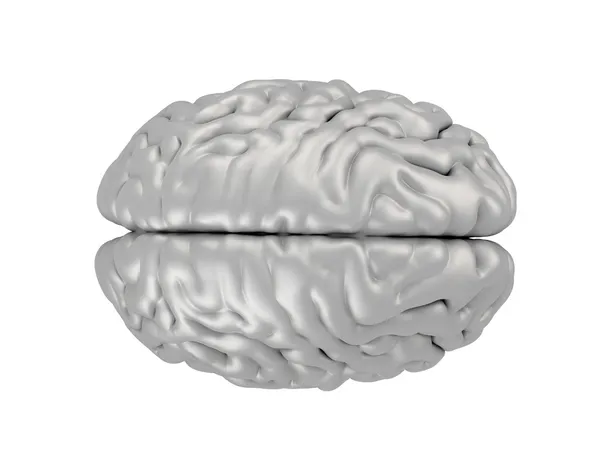 Мозг на белом фоне — стоковое фото