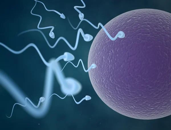 Sperm cells and egg — Stock Photo, Image