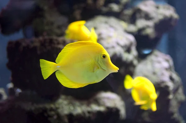 Gelber Fisch — Stockfoto