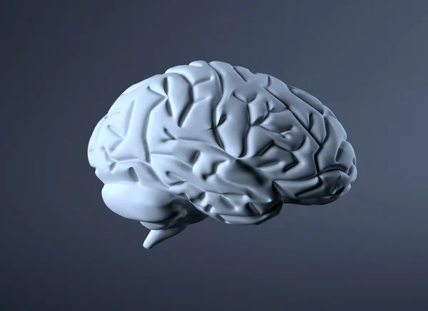 Brain — Stock Photo, Image