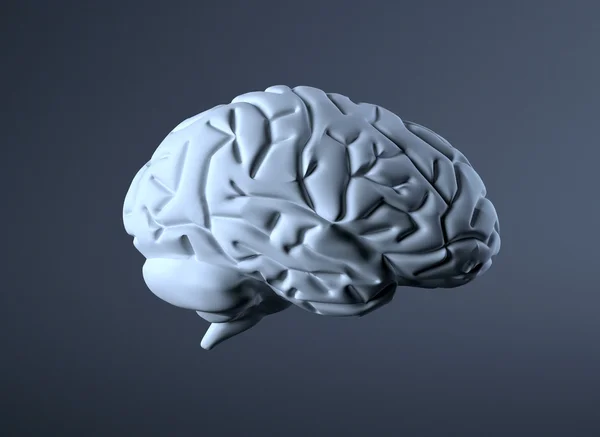 Hersenen — Stockfoto