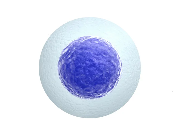 흰색 바탕에 고립 된 인간 계란 세포 — 스톡 사진