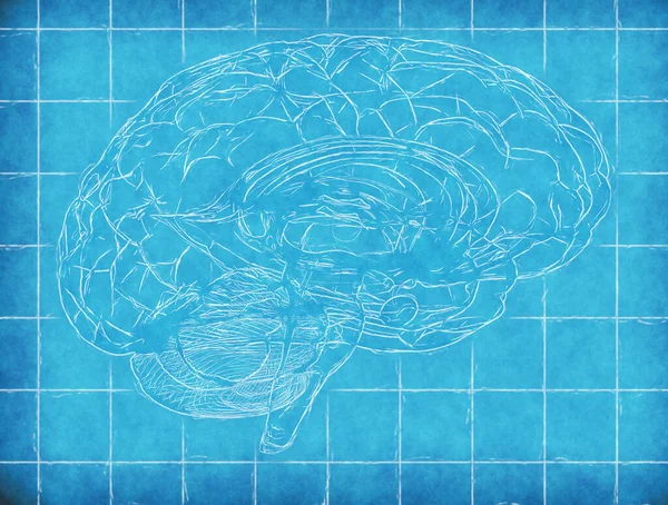 Ανθρώπινος Εγκέφαλος Πλευρική Άποψη Μπλε Καθιστούν Σχέδιο — Φωτογραφία Αρχείου