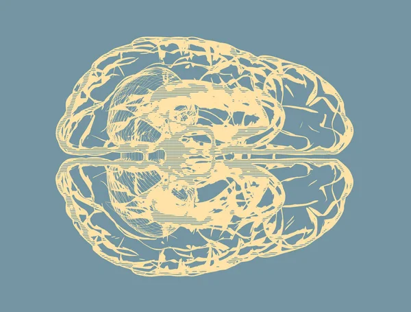 Menschliches Gehirn Seitenansicht Blaues Rendering Isoliert Auf Weiß — Stockfoto