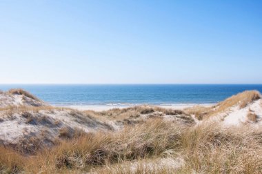 Dunes at the Danish North Sea coast the beach of Blaavand clipart