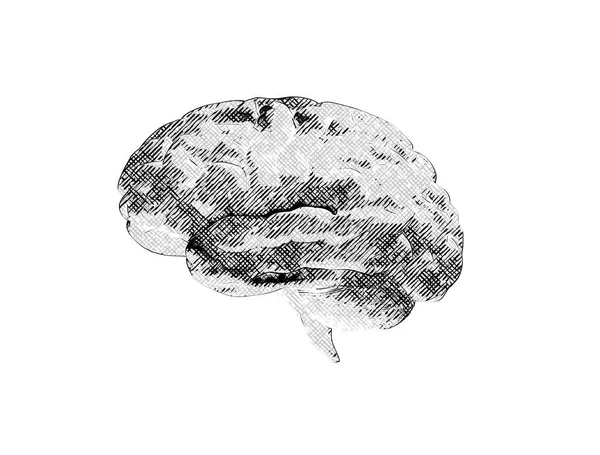Cérebro Gravura Com Preto Sobre Fundo Branco — Fotografia de Stock