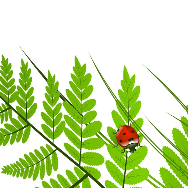 고 사리 잎과 무당벌레 — 스톡 벡터