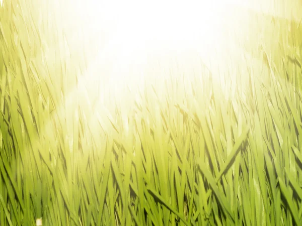 Sonne und Gras — Stockfoto