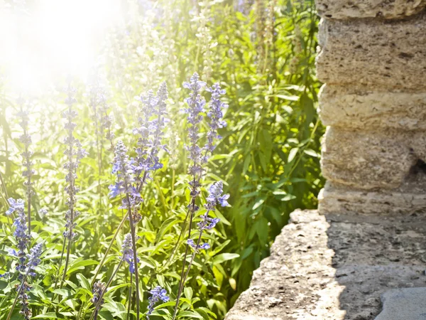 Lavendel — Stockfoto