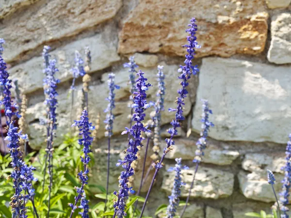 Lavendel — Stockfoto