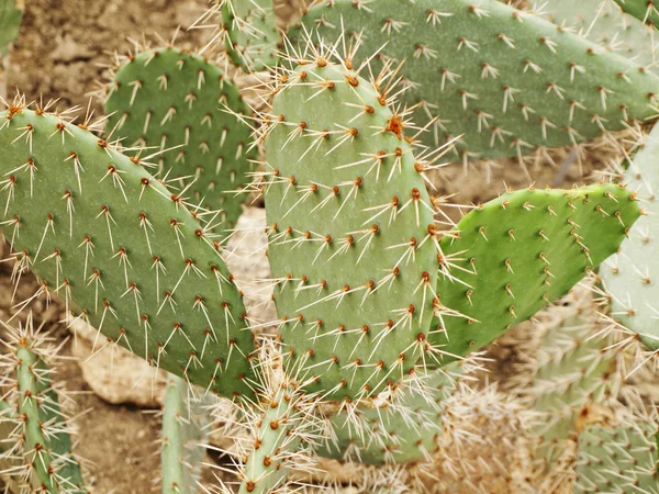 Cactus — Stockfoto