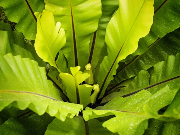 Folhas verdes — Fotografia de Stock