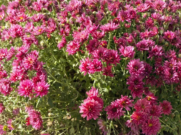 Chrysanthemum — Stock Photo, Image