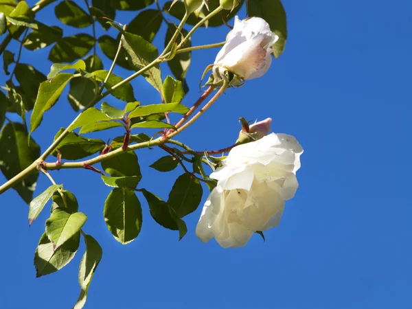 Weiße Rose — Stockfoto