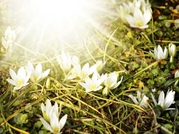 Witte lentebloemen — Stockfoto