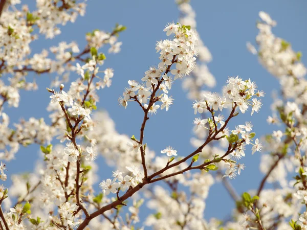 Våren träd blossom — Stockfoto